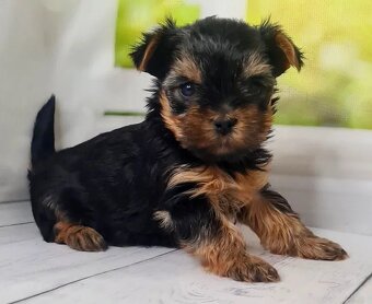 Szczeniak rasy yorkshire terrier - 4