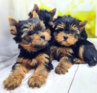 Niesamowicie piękny szczeniak rasy Yorkshire Terrier.
 - 4