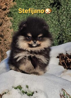 Pomeranian BOO – wygląd pluszowego misia, szpic pomerański - 4