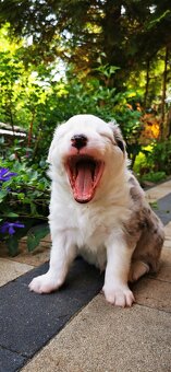 Szczeniak Border Collie FCI /ZKwP - 4