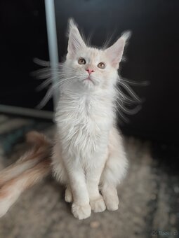 Maine Coon Kocięta z Rodowodem Fpl - 4