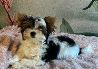 Suczka Biewer Yorkshire Terrier FCI / ZKwP - 4