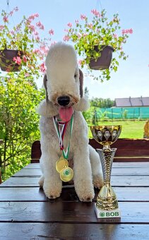 Bedlington terrier - 4
