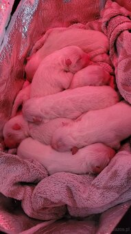 Szczenięta Samoyed ZKwP / FCI koniec marca / kwietnia - 4