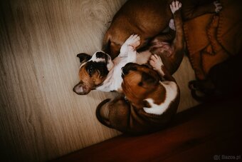 Szczenięta amstaff - 4