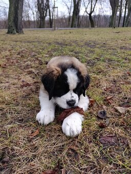 Bernardyn-szczenięta - 4