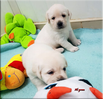 Labrador Retriever żółty/biszkoptowy piesek ZKwP o Warszawa - 4