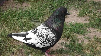 sprzedam gołębie - 4