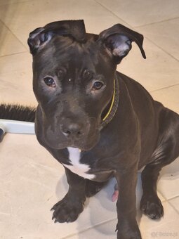 Amstaff szczeniak - 4