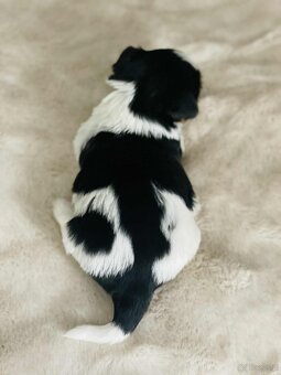 York Biewer - cudna suczka po sprawdzonych przodkach. - 4