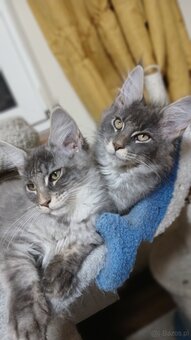 Maine coon FPL - 4