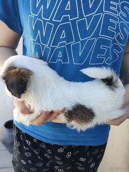 Suczka mieszanka pekińczyk shih-tzu - 4