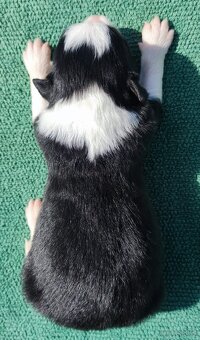 Prześliczna Suczka BORDER COLLIE - pełna dok. super rodzice - 4