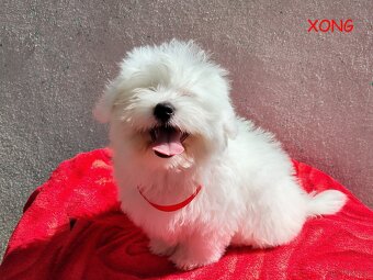 SUCZKA biała Coton De Tulear szczenię ZHPR UCI Kraków - 4