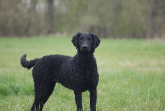 Szczenięta curly coated retriever ZKwP/FCI - 4