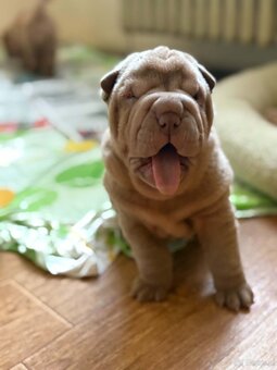 Sharpei, shar pei s PP - 4