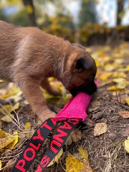 Owczarek belgijski - 4