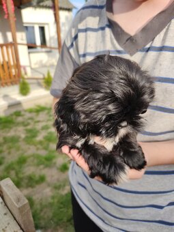 Piesek shih-tzu - 4
