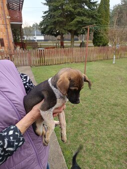 Suczki szczeniaki - 4