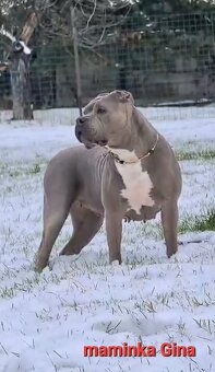 American bully XL suczka dostępna do odbioru - 4