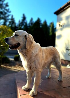 Golden retriever - 4