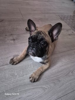 Buldog Francuski - 4
