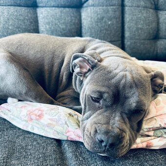 American bully blue - 4