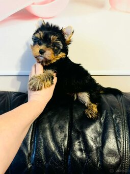 York Super Mario z Bajki. Dokumenty. Hodowla z Bajki. - 4