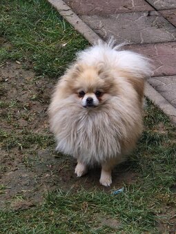 Szpic miniaturowy - 4