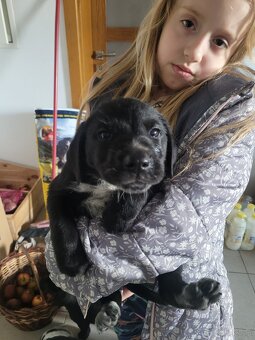 Szczeniaki wyżeł niemiecki - 4