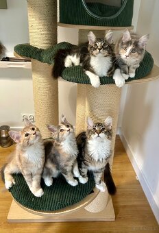 Maine Coon - 4