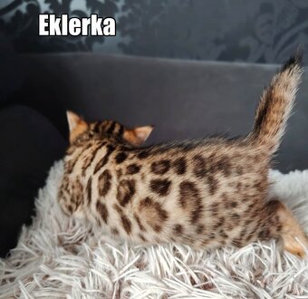 Kotka bengalskie z rodowodem - 4