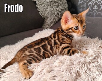 Kocięta bengalskie z rodowodem - 4
