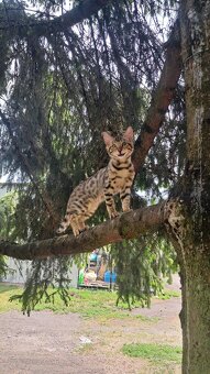 Koty Bengalskie - 4