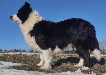 Cudny Pies GROSZEK - BORDER COLLIE z pełną dok. super rodzic - 4