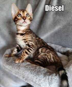 Kocurek bengalski z rodowodem - 4