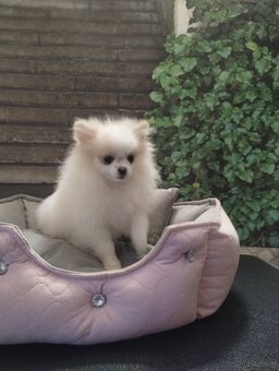 5 miesięczne suczka szpic miniaturowy -Pomeranian - 4
