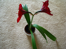 Amarylis, zwartnica – piękna kwitnąca roślinka - 4