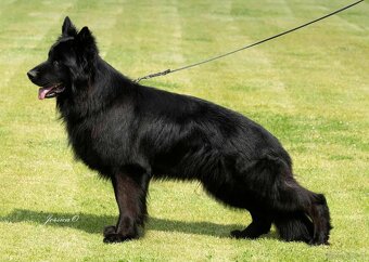 Owczarek niemiecki długowłosy czarny FCI - 4