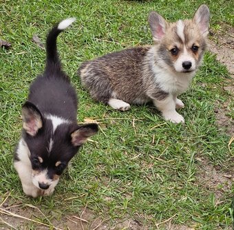 Kto pokocha szczenię Welsh Corgi? - 4