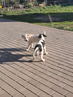Suczka i piesek amstaff - 4
