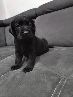 Labrador retriever - 4