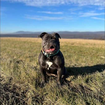 Buldog Staroangielski - Old English Bulldog - 4