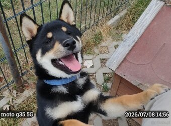 SHIBA INU czteromiesięczny szczeniaczek - 4