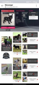 Buldog francuski chłopiec pręgowany ciemny FCI wystawowy - 4