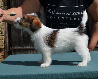 Jack Russell Terier  FCI s PP - 4