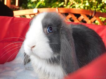 Niebieskie baranki mini lop - 4