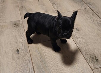 Buldog francuski szczeniaki - 4