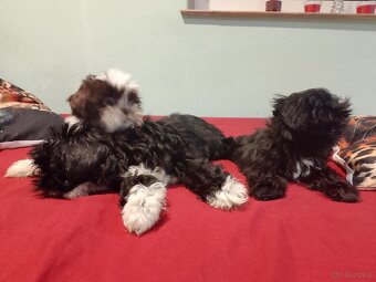 Sprzedam psy rasy Shih Tzu - 4