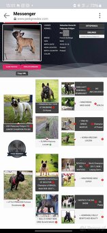 Buldog francuski Zkwp chłopiec płowy FCI samiec for show - 4